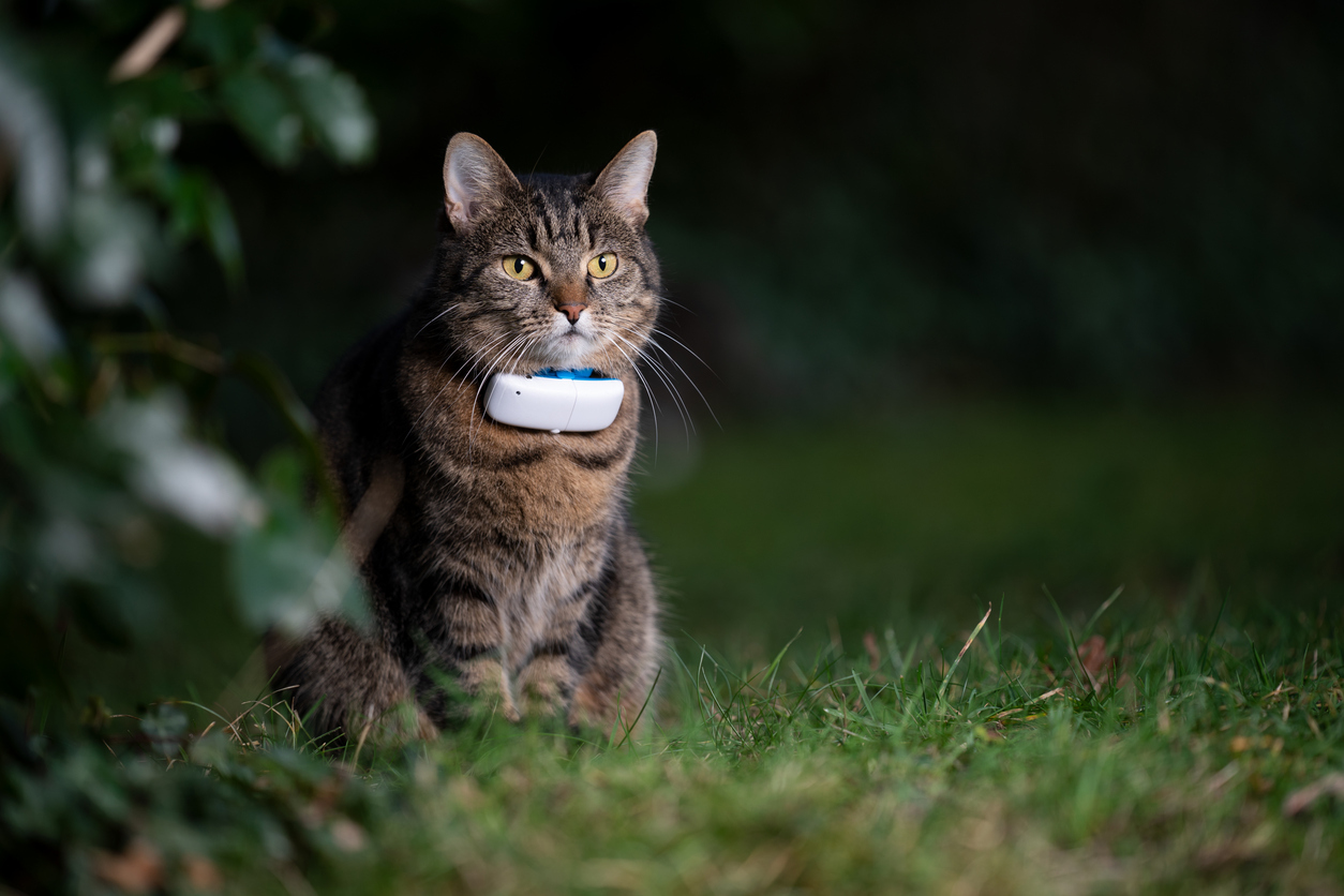 GPS halsband katt: Hitta rätt spårare för din katt