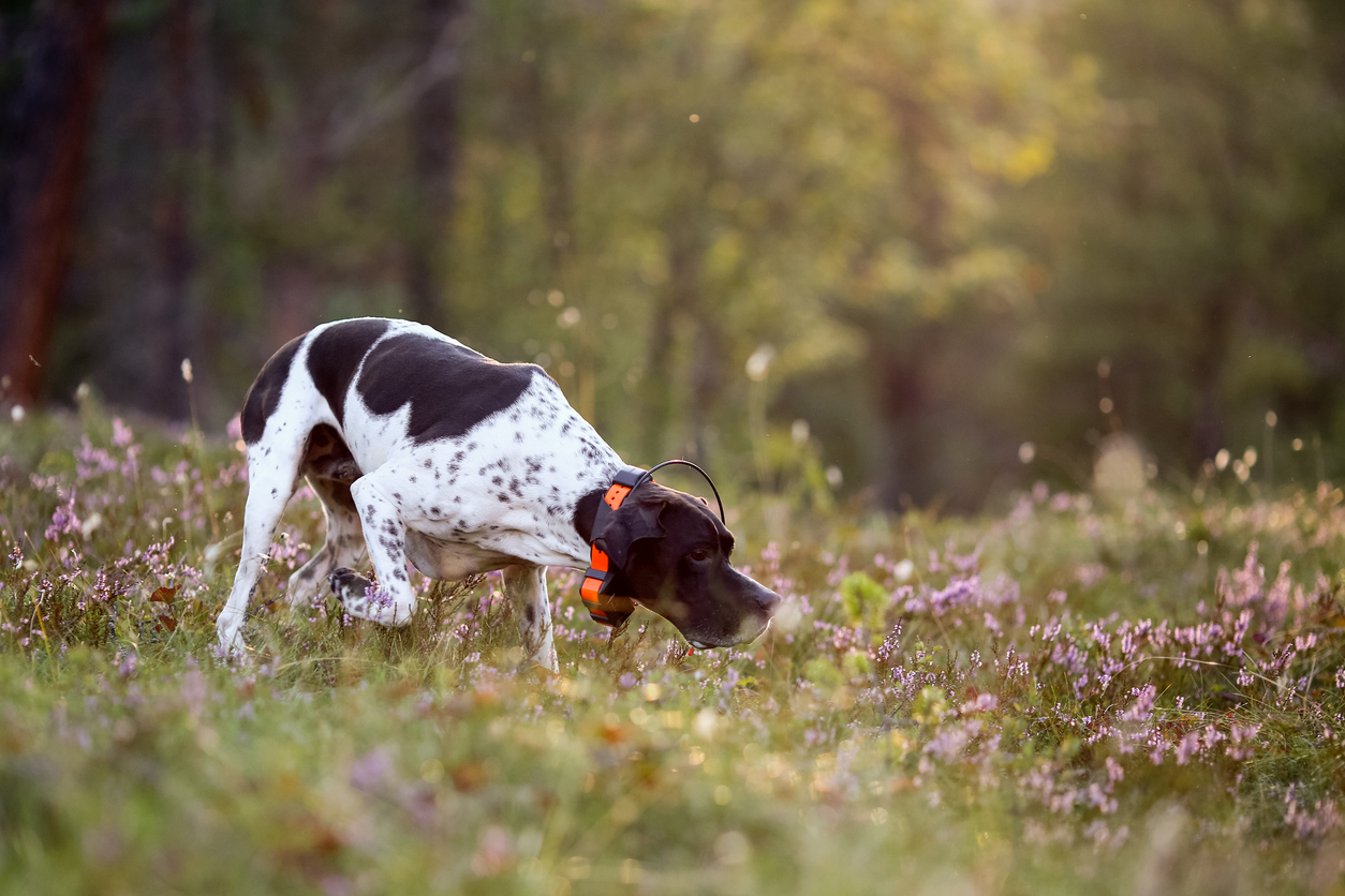 GPS halsband för hund: Bästa valen för hundpejl av din fyrbenta vän